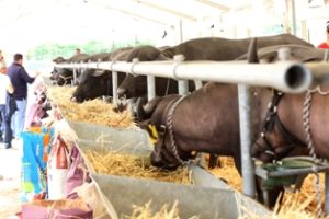 Foto Fiera Agricola 2013