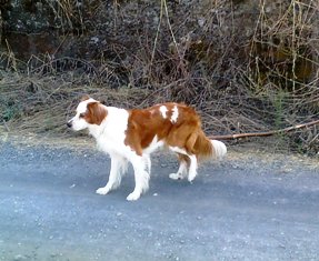 scelly