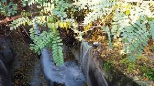 caseificio- scarico-fiume