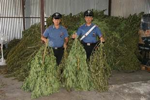 carabinieri-marijuana.jpg