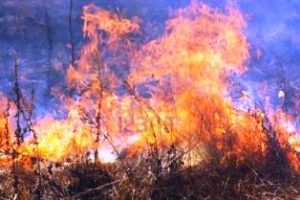 incendi-boschivi.jpg