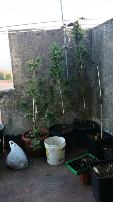 marijuana-2.jpg