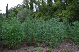 marijuana-1.jpg
