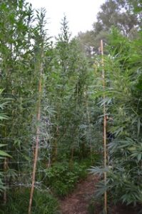 marijuana-3.jpg